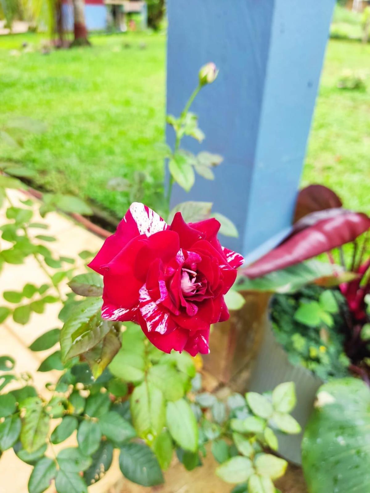 Quinta 24 De Junio Villa Guacimo  ภายนอก รูปภาพ